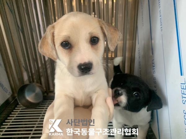 한국동물구조관리협회_441382202500188